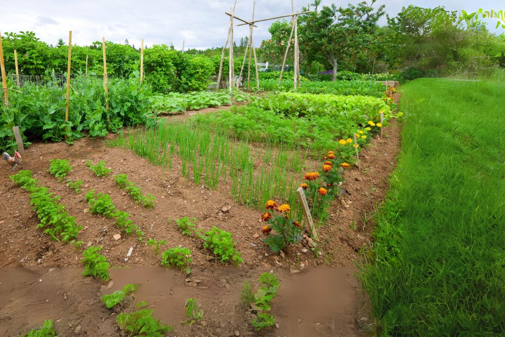 What Is Permaculture Gardening? Building Resilient, Sustainable Systems